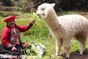 �ڥ롼��̱²�����ȥ���ѥ��ʥ��᡼����