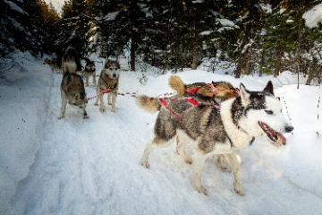 �ڥ����ꥻ�륫�۸�����ʥ��᡼����