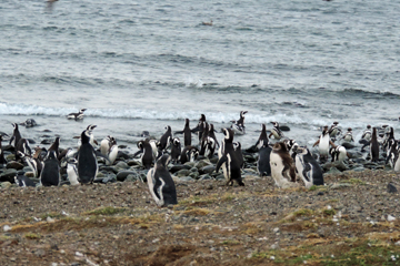 �ޥ����졼����ڥ󥮥󥳥��ˡ������᡼��