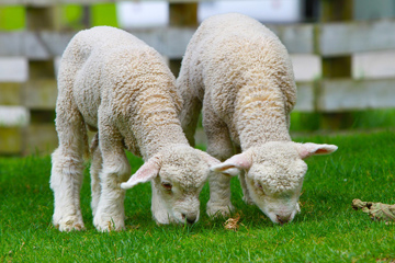 ニュージーランドの子羊/イメージ<br />