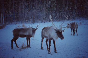 �桼��������ưʪ�ݸ��Υȥʥ����ʥ��åɥ��ɡ�����֡���/���᡼��