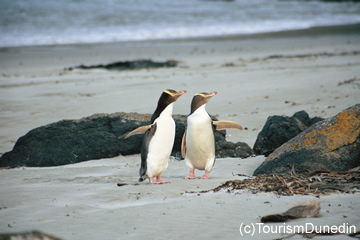 ニュージーランドのペンギン