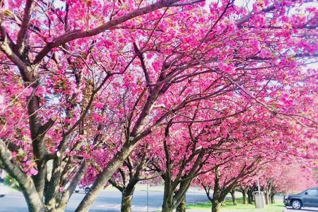 ニューヨークの桜