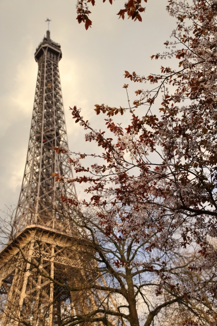パリのエッフェル塔と桜