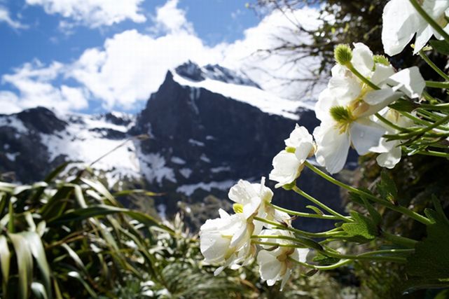 ニュージーランドの美しい山と高山植物